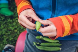 A child holding a pea freshly picked from a home garden.